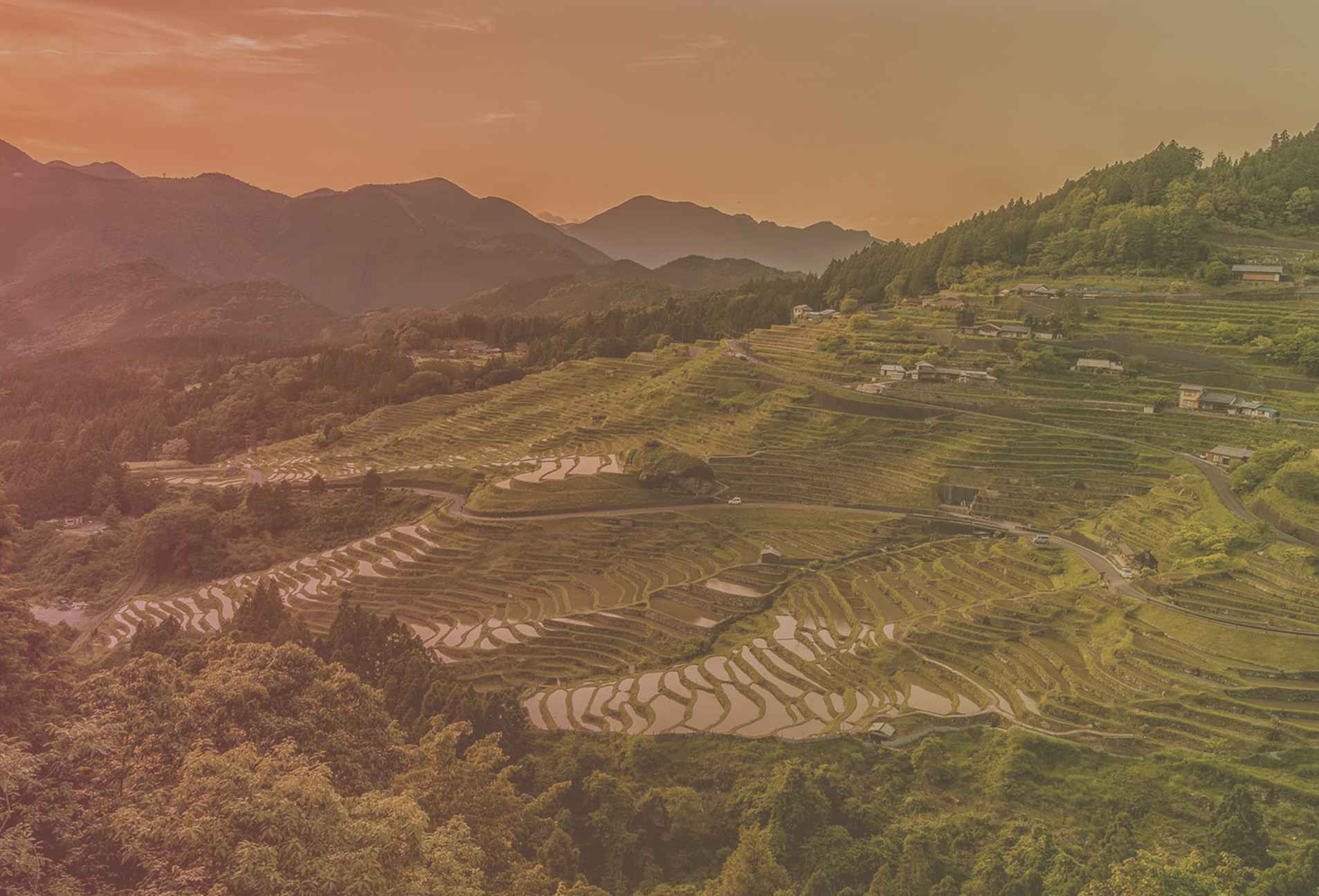 Rice fields