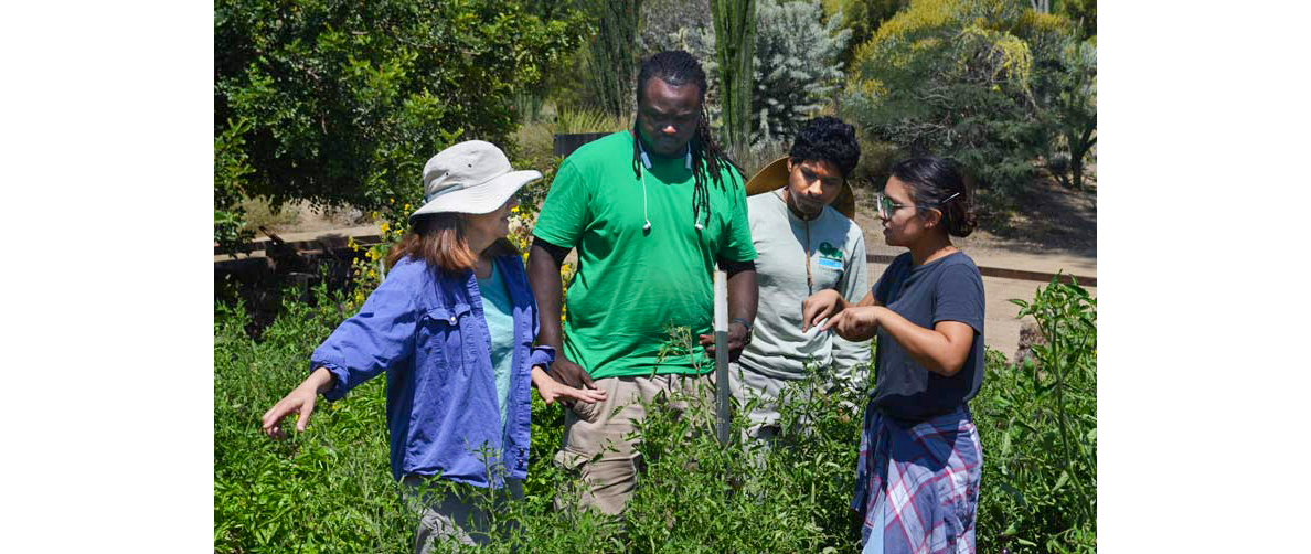In the Fullerton Arboretum, professor of anthropology Sara Johnson collaborates with Monkey Business Cafe coordinator Roy Reid, U-ACRE fellow Anselmo Mayo and U-ACRE research assistant Mitsue Escobar.
