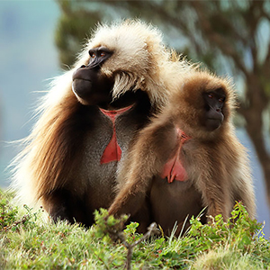 gelada monkey