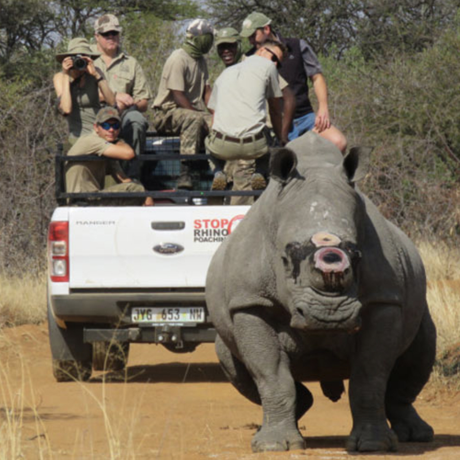 Rhino followed by Truck