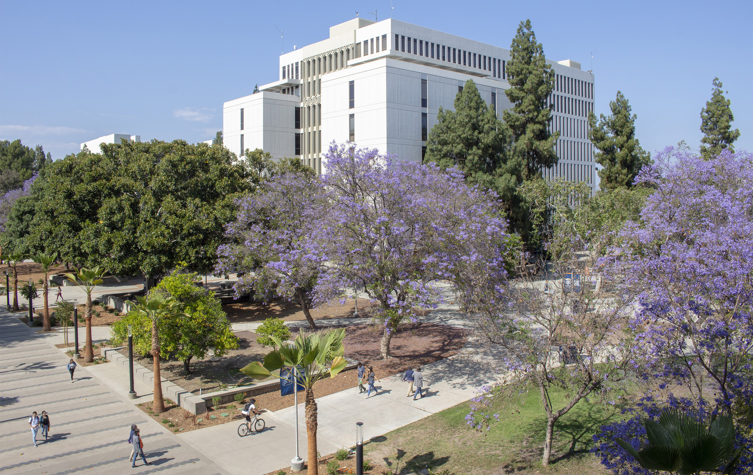 HSS building with jacaranda